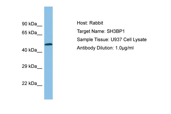 1 - SH3BP1 Antibody - C-terminal region AI12199