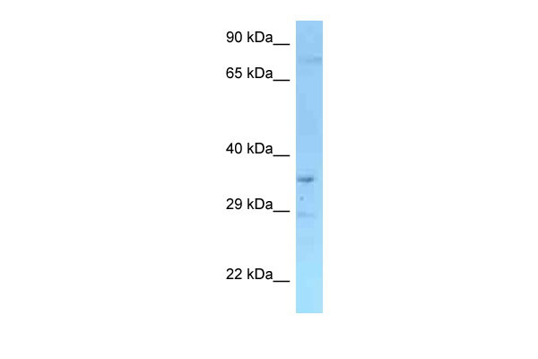 1 - Rffl antibody - N-terminal region AI12202