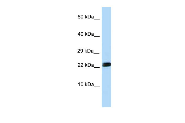 1 - LOC683844 antibody - N-terminal region AI12225