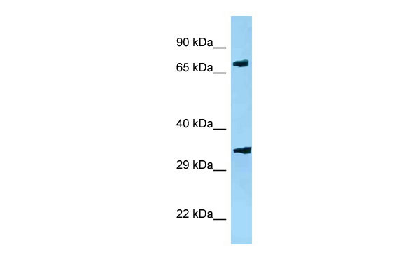 1 - Pja2 antibody - N-terminal region AI12229
