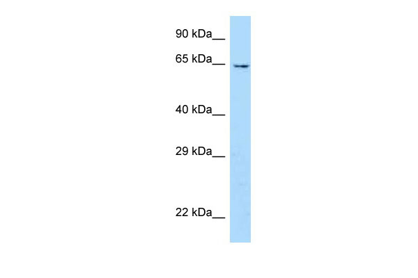 1 - Ubox5 antibody - middle region AI12230