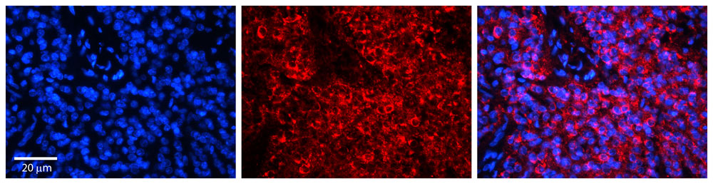 2 - HERC5 antibody - middle region AI12235