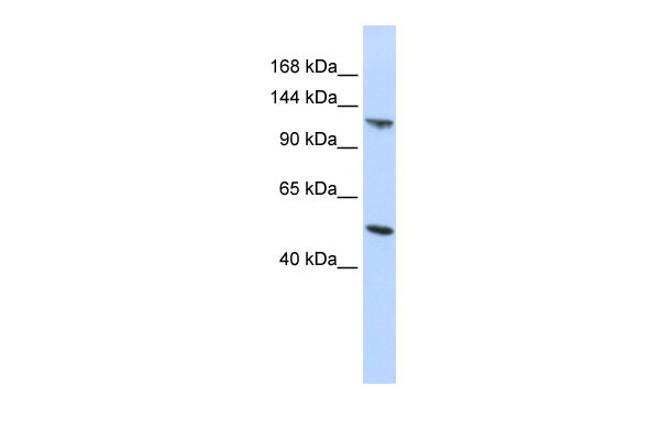 1 - HERC5 antibody - middle region AI12235