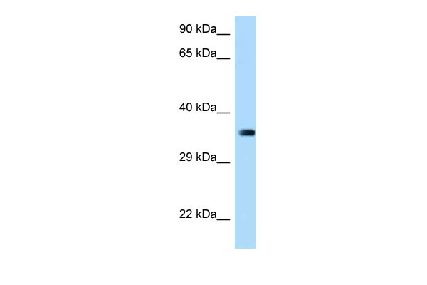 1 - March2 antibody - middle region AI12237