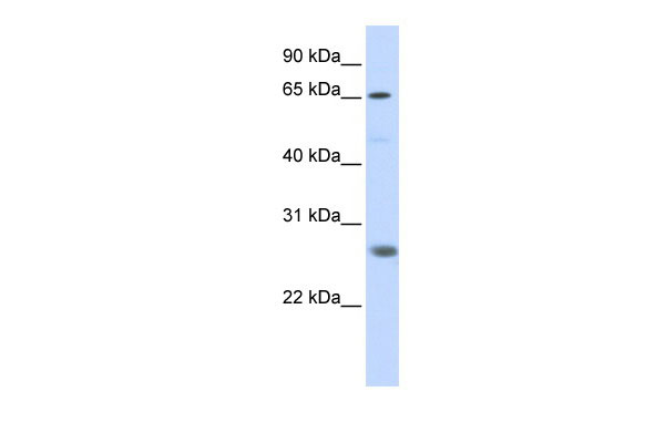 1 - RNF186 antibody - N-terminal region AI12248