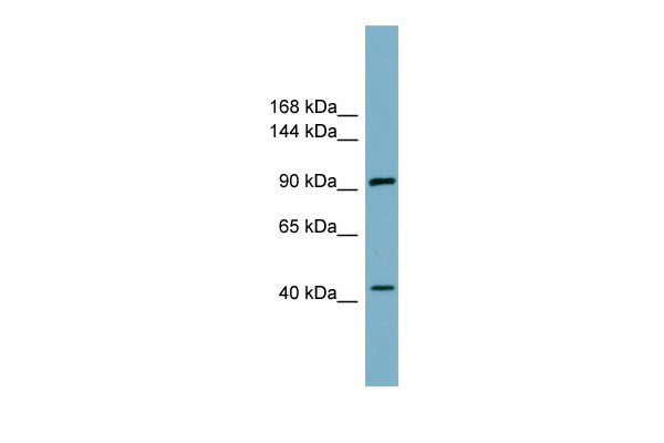 1 - ITCH antibody - N-terminal region AI12267