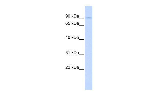 1 - LONRF2 antibody - middle region AI12286