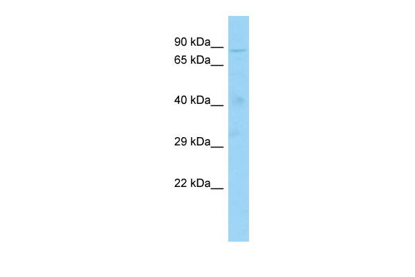 1 - Cxxc1 Antibody - N-terminal region AI12302