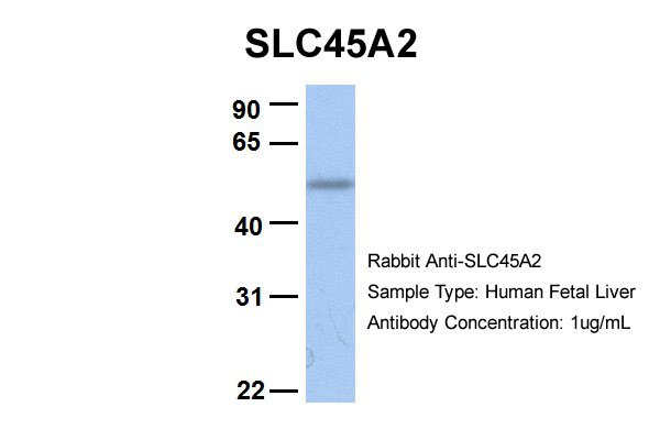 1 - SLC45A2 antibody - C-terminal region AI12320