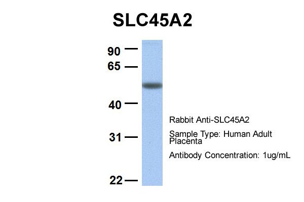 1 - SLC45A2 antibody - C-terminal region AI12320