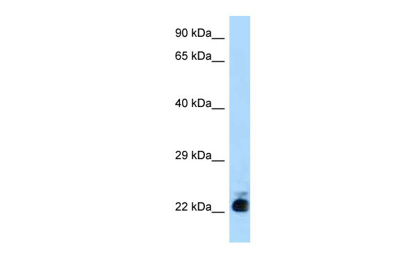 1 - Slc31a1 antibody - N-terminal region AI12328