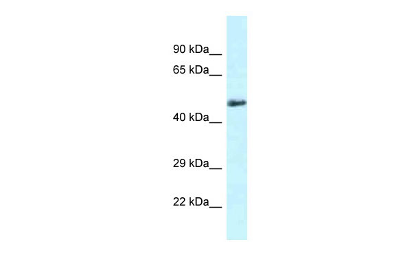 1 - Slc1a4 antibody - C-terminal region AI12329