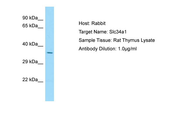 1 - Slc34a1 Antibody - N-terminal region AI12333