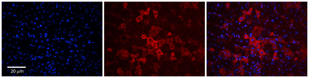 2 - SLCO1A2 antibody - middle region AI12346
