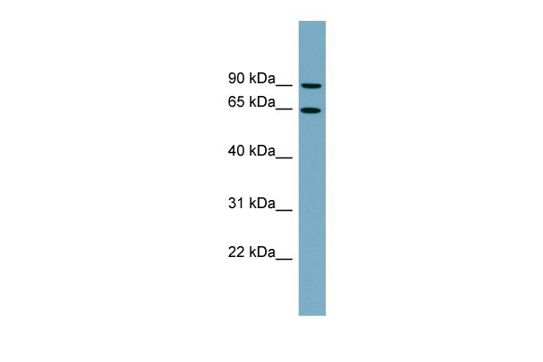 1 - SLC12A8 antibody - N-terminal region AI12366