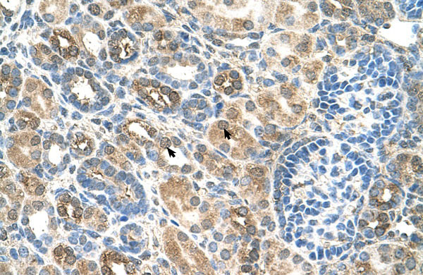 2 - SLC22A16 antibody - N-terminal region AI12372
