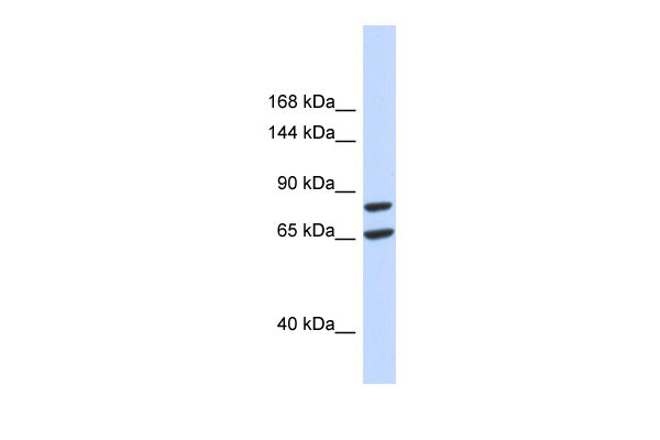 1 - SLC26A8 Antibody - middle region AI12374