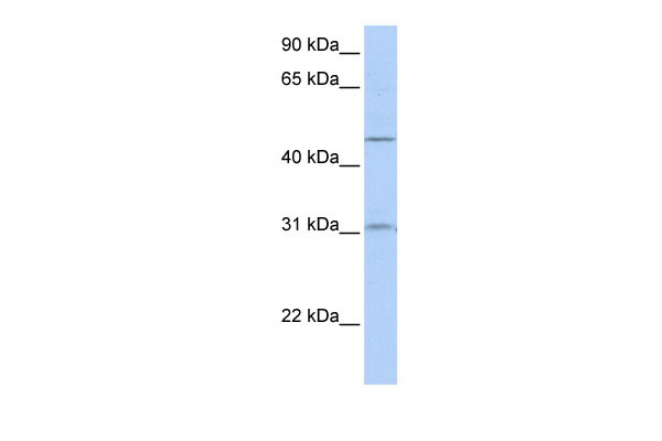 1 - SLC39A11 antibody - middle region AI12375