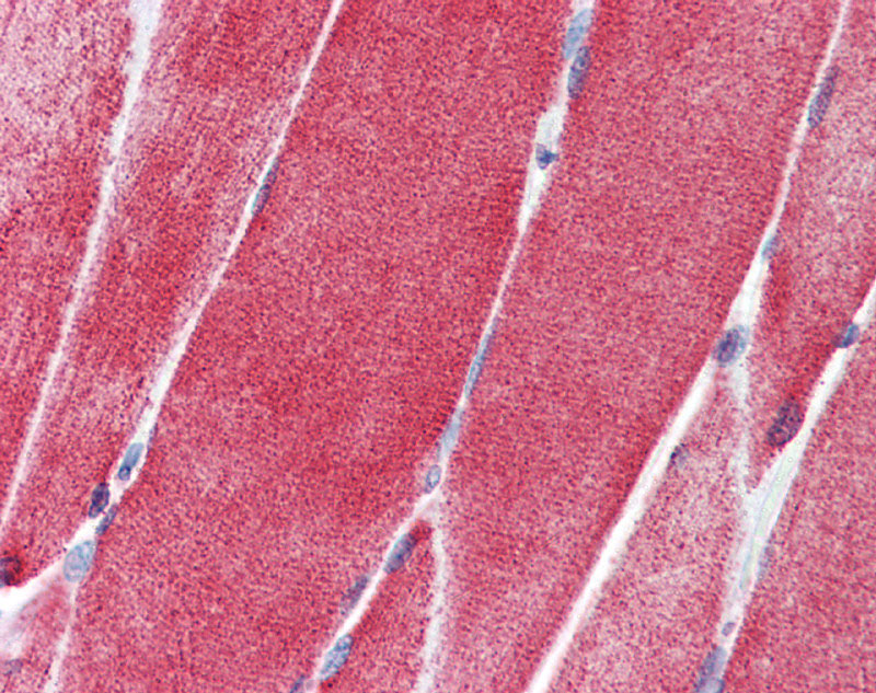 2 - SLC36A2 antibody - N-terminal region AI12383