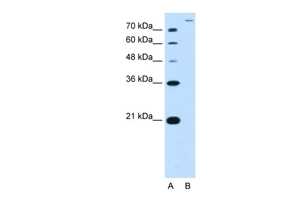 1 - SLC26A5 antibody - middle region AI12387