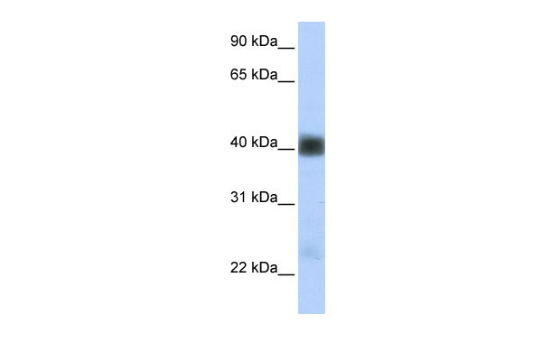 1 - SGCB antibody - middle region AI12393