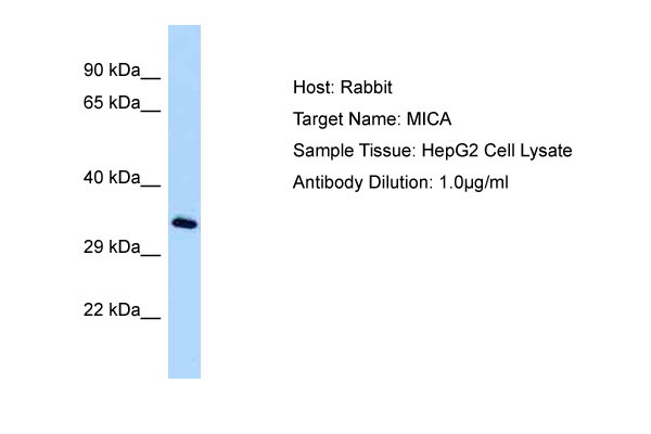 1 - MICA Antibody - middle region AI12394