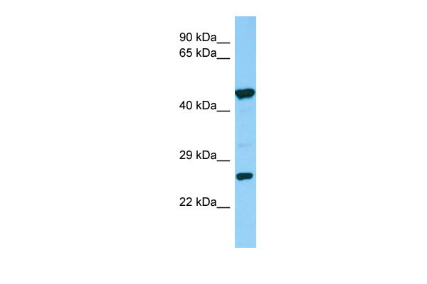 1 - Sgcd Antibody - middle region AI12398