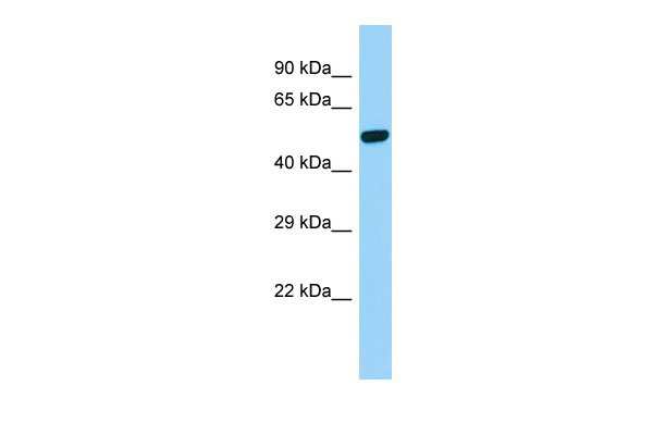 1 - Psen2 Antibody - C-terminal region AI12401