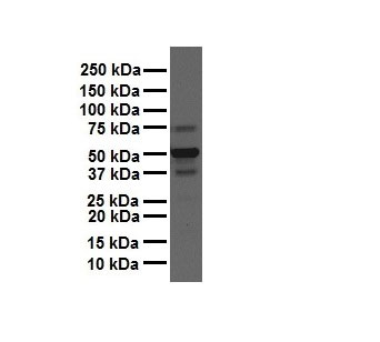 1 - CSF1 antibody - N-terminal region AI12408