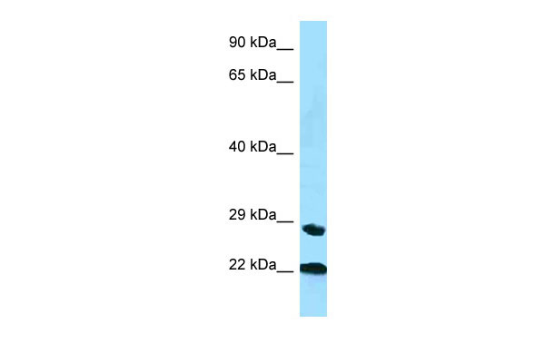 1 - Ppic antibody - N-terminal region AI12411