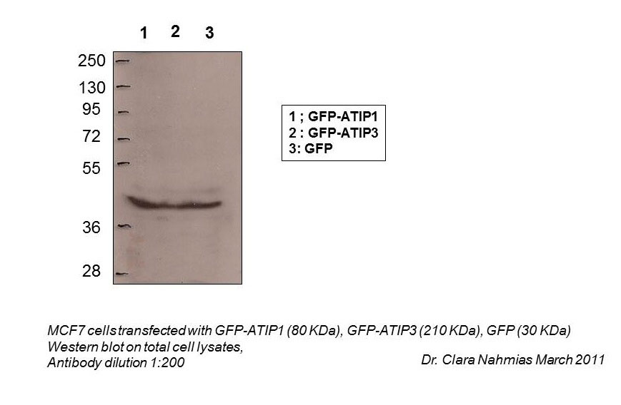 1 - MTUS1 antibody - N-terminal region AI12419