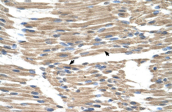 2 - GPR177 antibody - N-terminal region AI12420