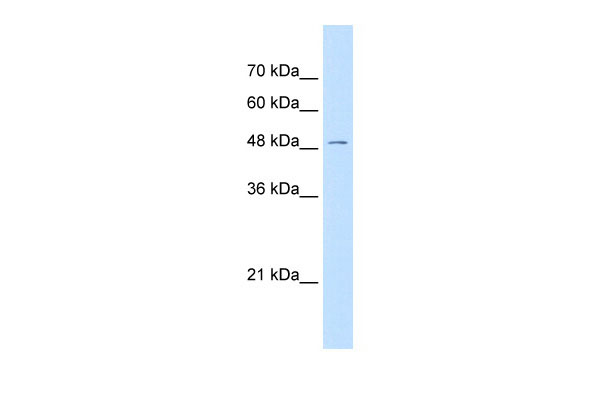 1 - GPR177 antibody - N-terminal region AI12420