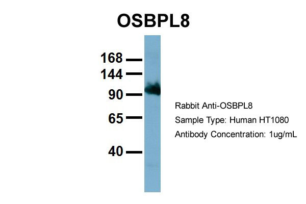 1 - OSBPL8 antibody - middle region AI12429
