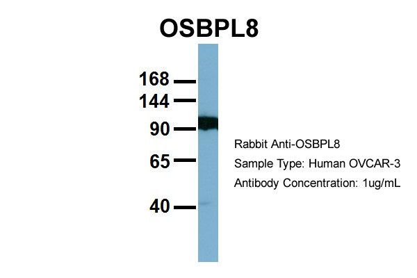 1 - OSBPL8 antibody - middle region AI12429