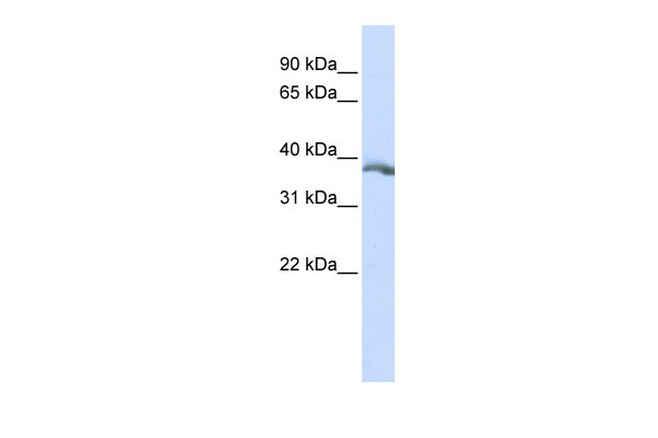 1 - EDA antibody - middle region AI12437