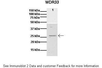 1 - WDR33 antibody - middle region AI12440