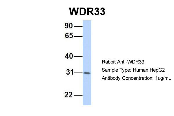 1 - WDR33 antibody - middle region AI12440