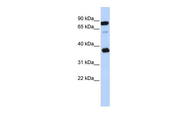 1 - BCAP29 antibody - middle region AI12447