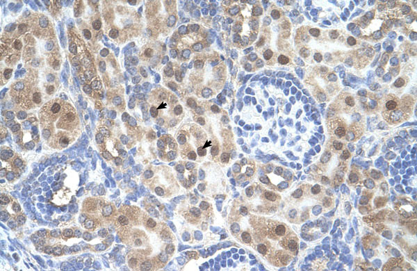 2 - ARMCX6 antibody - N-terminal region AI12452