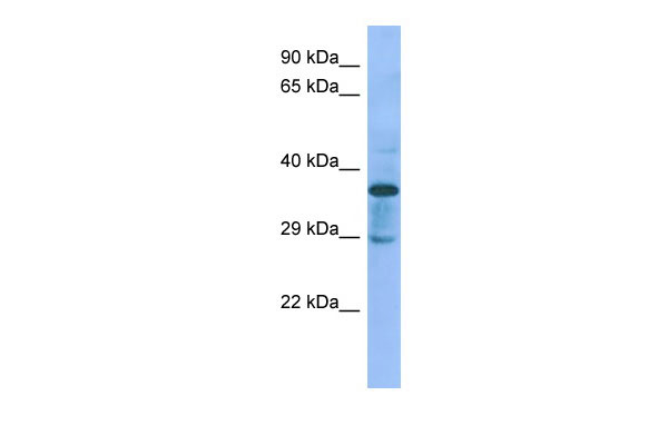 1 - C1galt1c1 Antibody - N-terminal region AI12459
