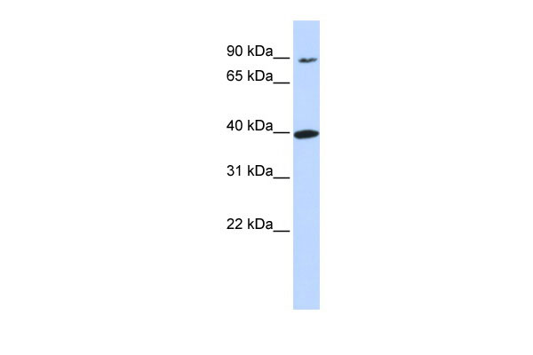 1 - OR11H12 antibody - N-terminal region AI12465