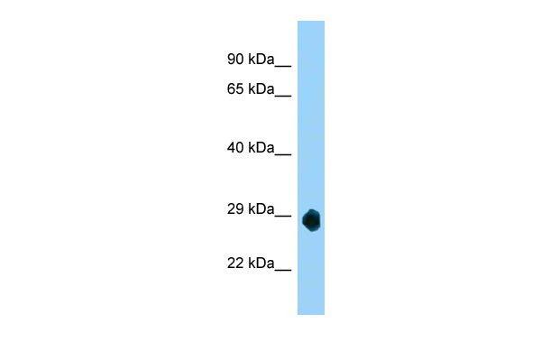 1 - LOC632209 antibody - middle region AI12475