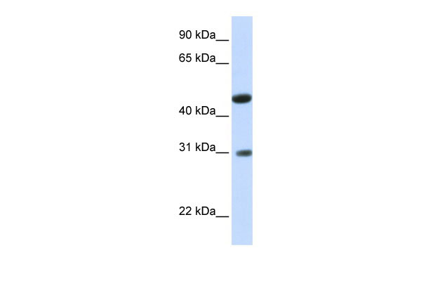 1 - LOC388323 antibody - N-terminal region AI12478