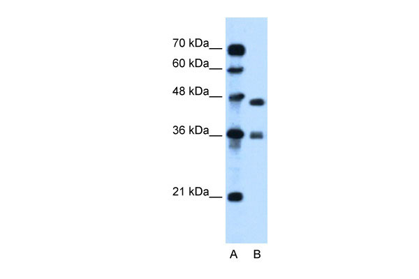 1 - MPG antibody - C-terminal region AI12480