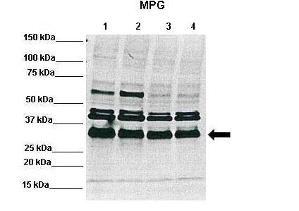 1 - MPG antibody - C-terminal region AI12480