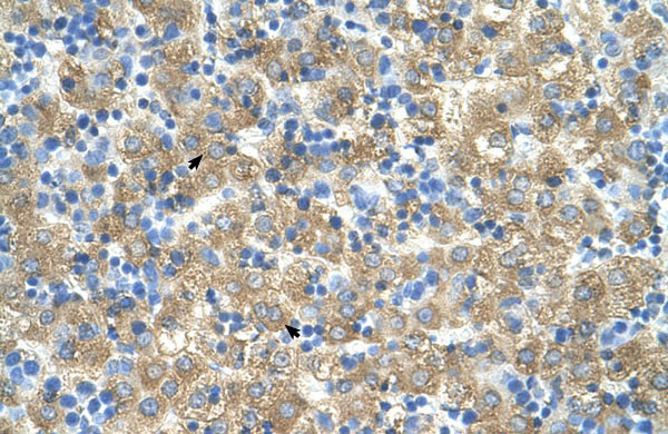 2 - MARVELD3 antibody - middle region AI12483