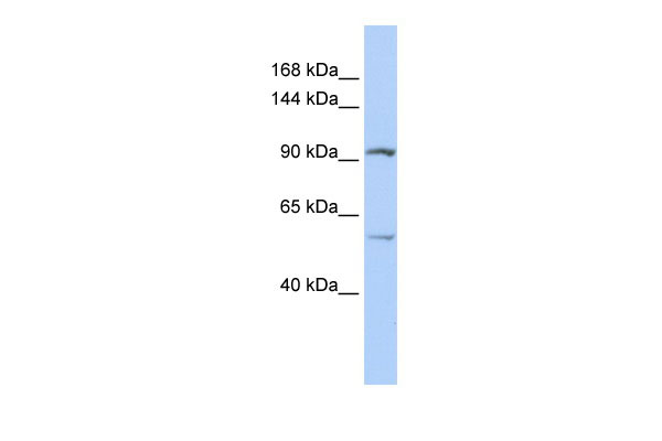 1 - LRRC66 antibody - middle region AI12487