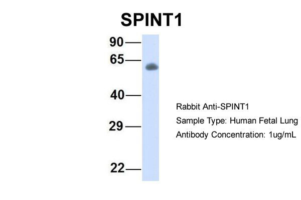 1 - SPINT1 antibody - middle region AI12498