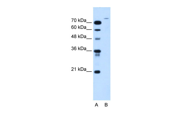 1 - USP48 antibody - middle region AI12499